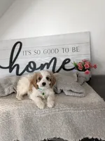 Phillip , a male Cavapoo for sale in Bristol, IN – 3 of 6