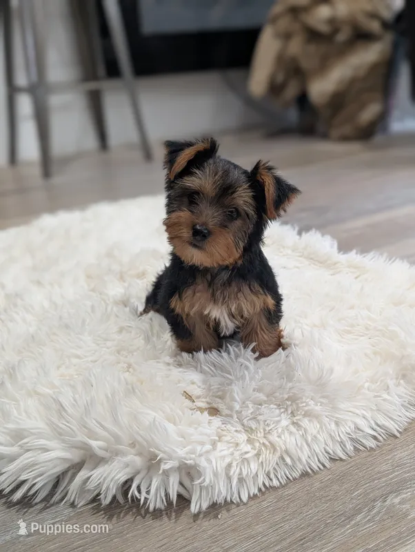 Cooper  – Yorkshire Terrier puppy for sale in Bristol, IN