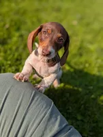 Thomas , a male Miniature Dachshund for sale in Bristol, IN – 7 of 8