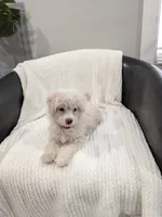 Bunny, a male Pomapoo for sale in Bristol, IN – 5 of 7
