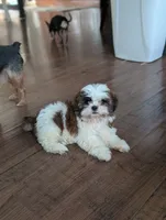 Flower , a female Shih Tzu for sale in Bristol, IN – 5 of 5
