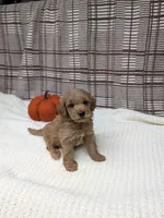 Rob, a male Miniature Goldendoodle for sale in Bristol, IN – 4 of 6