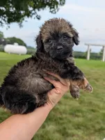 Felix, a male Havapoo for sale in Bristol, IN – 5 of 5