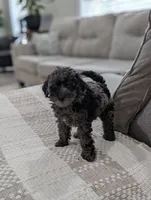 Mcallister , a male Poodle - Miniature  for sale in Bristol, IN – 4 of 10