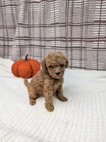 Riley , a male Miniature Goldendoodle for sale in Bristol, IN – 4 of 6
