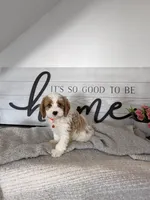 Patrick , a male Cavapoo for sale in Bristol, IN – 2 of 7