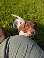 Thomas , a male Miniature Dachshund for sale in Bristol, IN – 8 of 8
