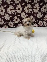 Fern, a female Havapoo for sale in Bristol, IN – 2 of 8