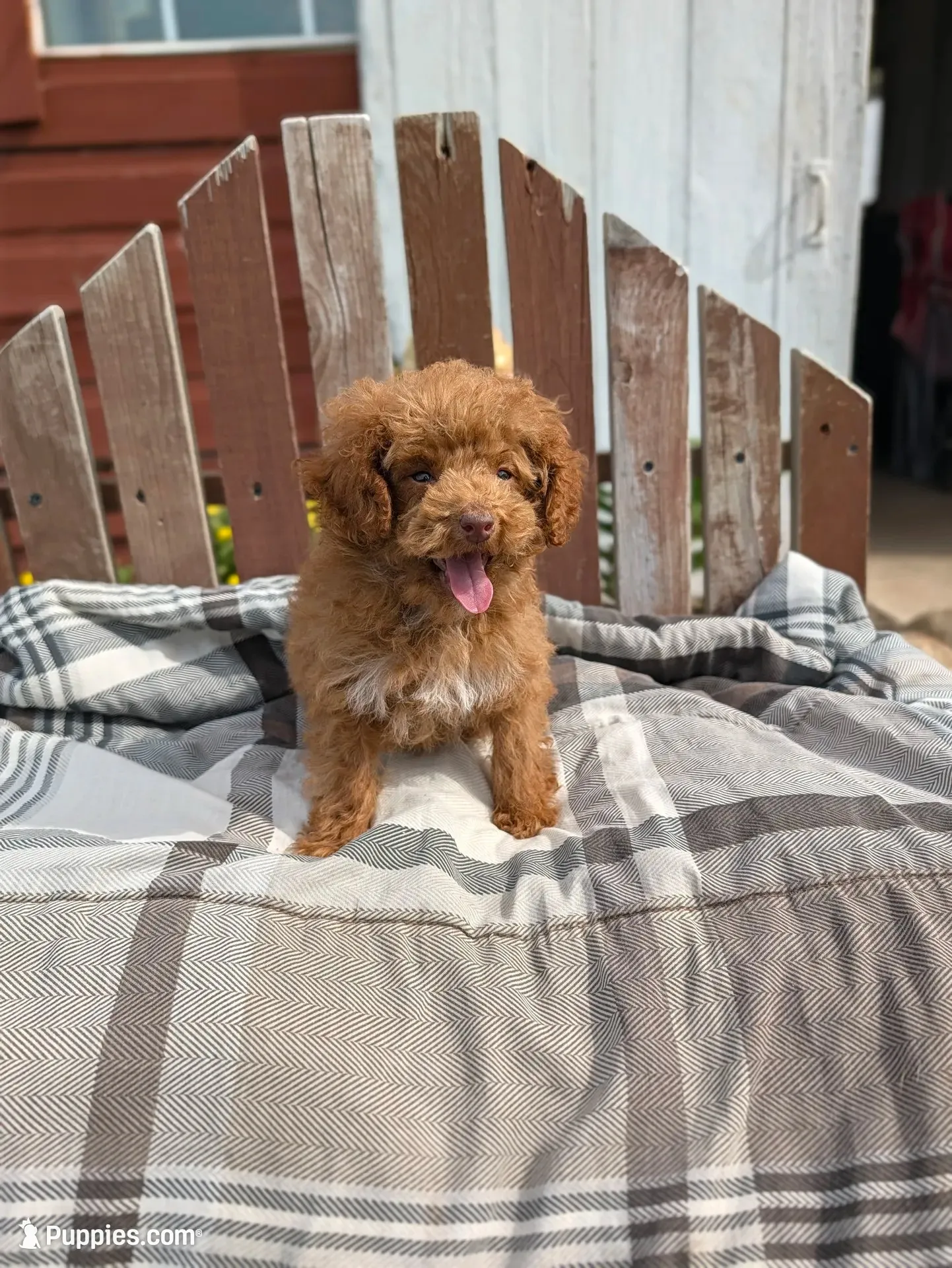 Tinsley, a female Poodle - Toy  for sale in Bristol, IN – 6 of 6