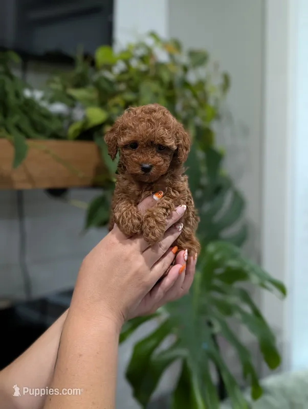 Jade – Poodle - Toy  puppy for sale in Bristol, IN