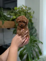 Jade, a female Poodle - Toy  for sale in Bristol, IN – 1 of 5