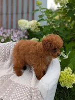 Amber, a female Poodle - Toy  for sale in Bristol, IN – 3 of 5