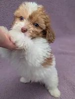 Archie , a male Shihpoo for sale in Bristol, IN – 4 of 9