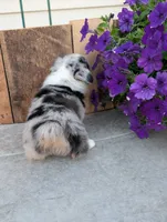 Snickers , a male Pembroke Welsh Corgi for sale in Bristol, IN – 3 of 6