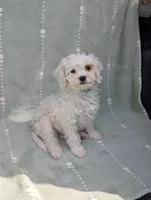 Benedict , a male Cavapoo for sale in Bristol, IN – 2 of 10
