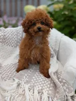 Amber, a female Poodle - Toy  for sale in Bristol, IN – 2 of 5