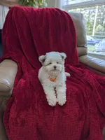 Barker, a male Pomapoo for sale in Bristol, IN – 8 of 8