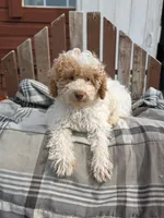 Ricky, a male Poodle - Miniature  for sale in Bristol, IN – 6 of 7