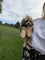 Francine, a female Havapoo for sale in Bristol, IN – 2 of 9