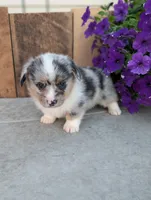Snickers , a male Pembroke Welsh Corgi for sale in Bristol, IN – 4 of 6