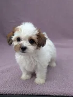 Ariel , a female Shihpoo for sale in Bristol, IN – 2 of 7