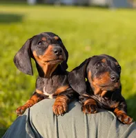 Titan , a male Miniature Dachshund for sale in Bristol, IN – 2 of 7