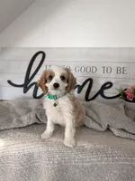 Phillip , a male Cavapoo for sale in Bristol, IN – 2 of 6
