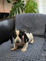 Tiger, a male Miniature Dachshund for sale in Bristol, IN – 6 of 7