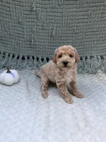 Heidi , a female Miniature Goldendoodle for sale in Bristol, IN – 6 of 8