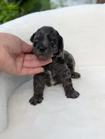 Mcallister , a male Poodle - Miniature  for sale in Bristol, IN – 4 of 5