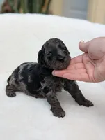 Mcallister , a male Poodle - Miniature  for sale in Bristol, IN – 3 of 5