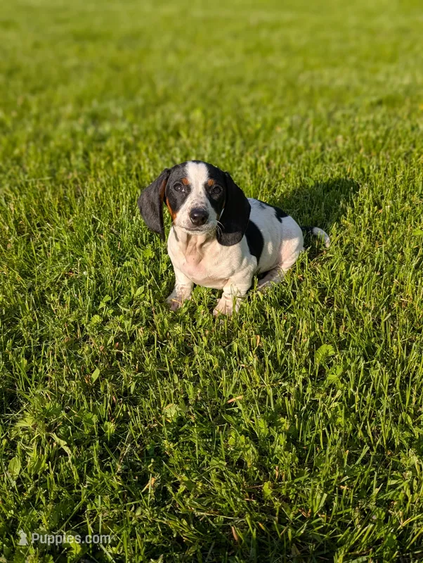 Tiger – Miniature Dachshund puppy on hold in Bristol, IN