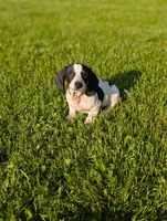Tiger, a male Miniature Dachshund for sale in Bristol, IN – 1 of 7