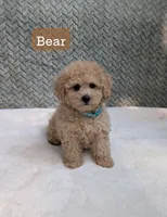 Bear, a male Poodle - Toy  for sale in Bristol, IN – 1 of 5
