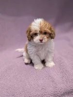 Archie , a male Shihpoo for sale in Bristol, IN – 8 of 9