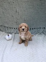 Hope, a female Miniature Goldendoodle for sale in Bristol, IN – 6 of 7