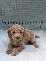 Holly, a female Miniature Goldendoodle for sale in Bristol, IN – 2 of 7