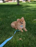 Winnie , a male Pomeranian for sale in Bristol, IN – 4 of 5