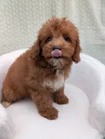 Chestnut , a male Aussiedoodle and Poodle - Miniature  for sale in Bristol, IN – 2 of 5
