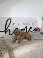Prince, a male Cavapoo for sale in Bristol, IN – 3 of 6