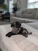 Marley, a male Poodle - Miniature  for sale in Bristol, IN – 5 of 10