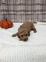 Ray, a male Miniature Goldendoodle for sale in Bristol, IN – 4 of 6