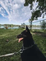 Luna , a female German Shepherd Dog for sale in Bristol, IN – 7 of 7