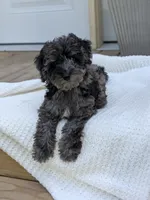 Mcallister , a male Poodle - Miniature  for sale in Bristol, IN – 2 of 10