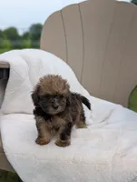 Francine, a female Havapoo for sale in Bristol, IN – 3 of 6