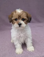 Angel , a female Shihpoo for sale in Bristol, IN – 2 of 7