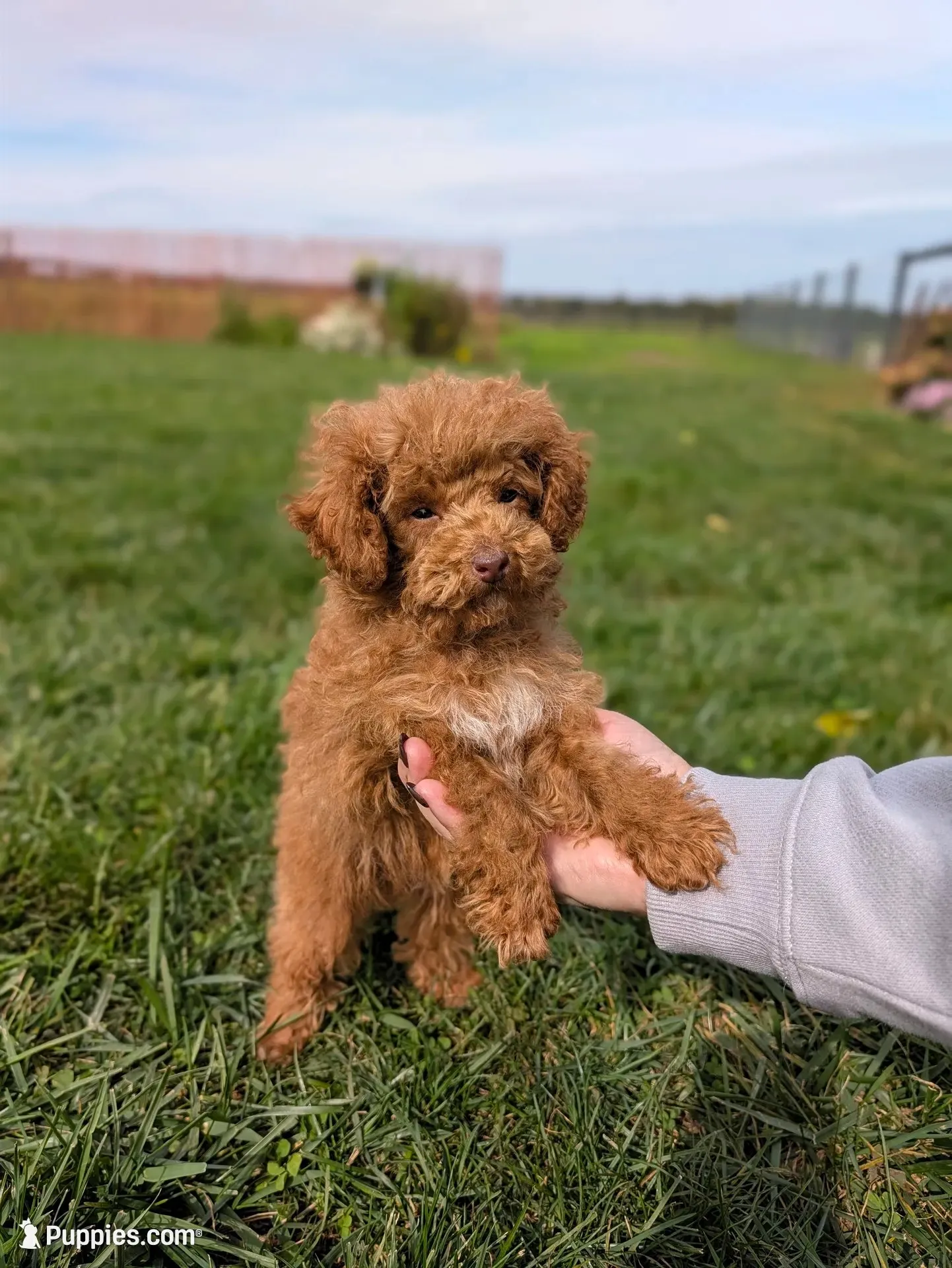 Tinsley, a female Poodle - Toy  for sale in Bristol, IN – 2 of 6