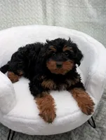 Churro , a male Aussiedoodle and Poodle - Miniature  for sale in Bristol, IN – 2 of 5