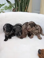 Maverick , a male Poodle - Miniature  for sale in Bristol, IN – 4 of 5