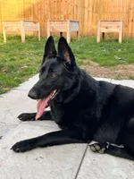 Luna , a female German Shepherd Dog for sale in Bristol, IN – 2 of 7